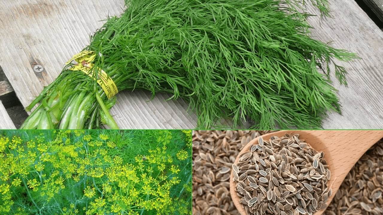 Лечение и профилактика заболеваний укропом